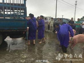 猪洪水照片