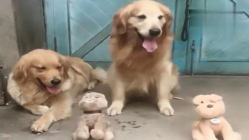 艾迪艾菲搞笑视频,笑料百出，欢乐无限