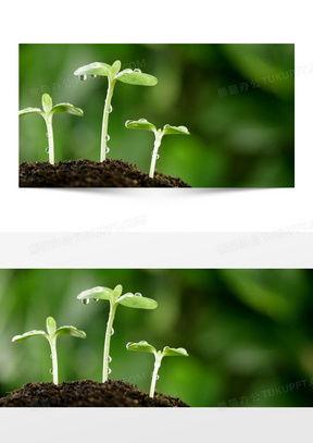 小草背景,小草背景下的自然之美探寻